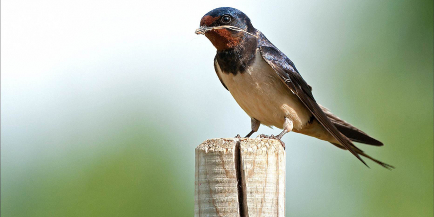 Hirondelle rustique posé sur un piquet